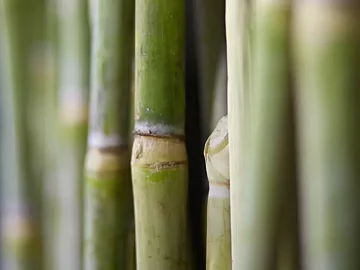 Sugarcane